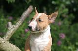 BULL TERRIER MINIATURE 198